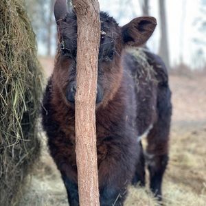 Meet your Posher, Karen